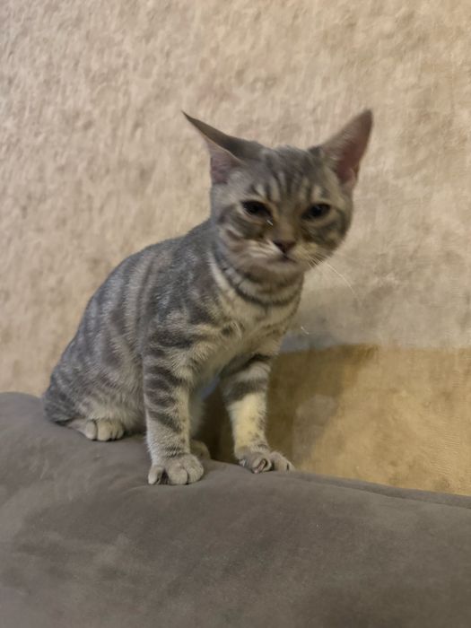 Кошка кот котенок