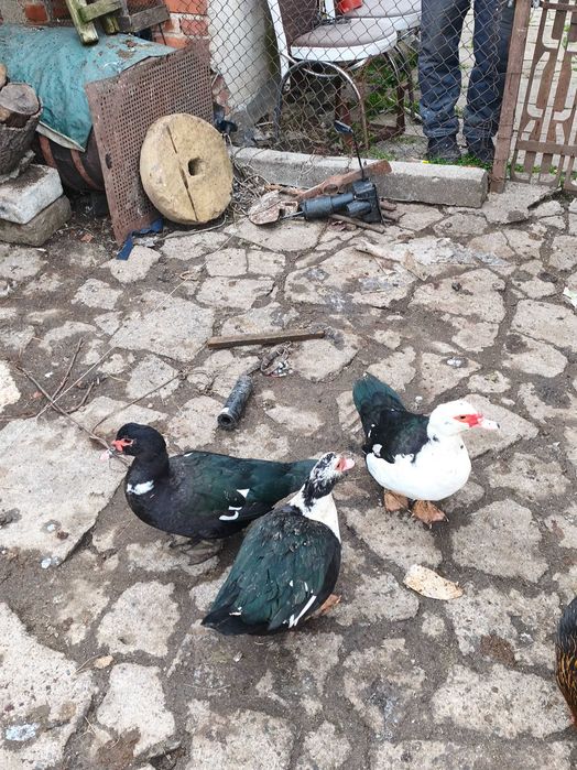 Млади патки на 8 месеца