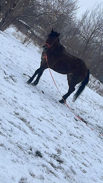 Продам кобылу полукровка