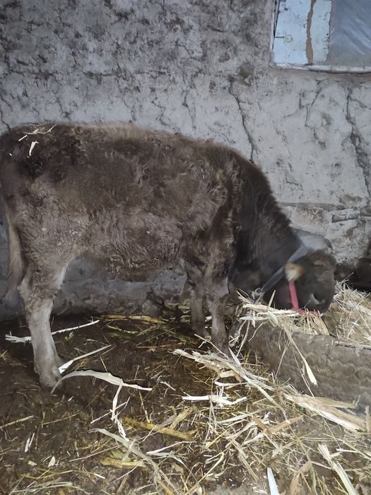 Новвосча сотилади