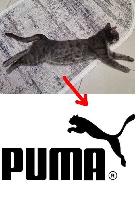 Ласковая кошка в добрые руки