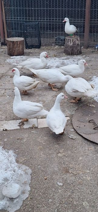 Rate mute albe 150 perechea