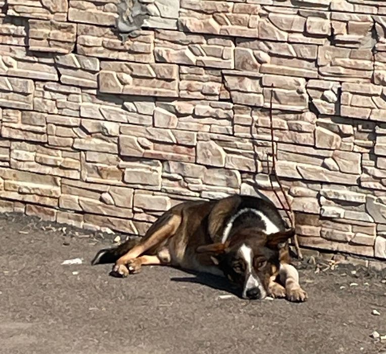 Молодой пес в частный дом