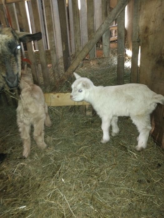 Capră la a doua fătare cu o iadă si un țăpic