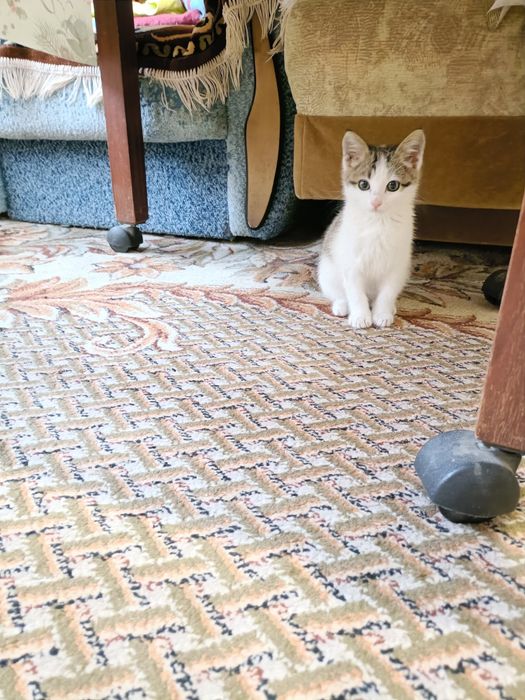 Отдам котенка в добрые руки
