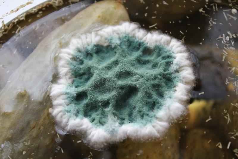 Шашка серная ФАС УНИВЕРСАЛЬНАЯ 300гр