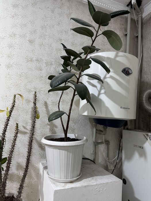 Комнатные цветы по 5000 тг