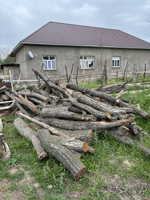 Жаңғақ ағаш сатылад