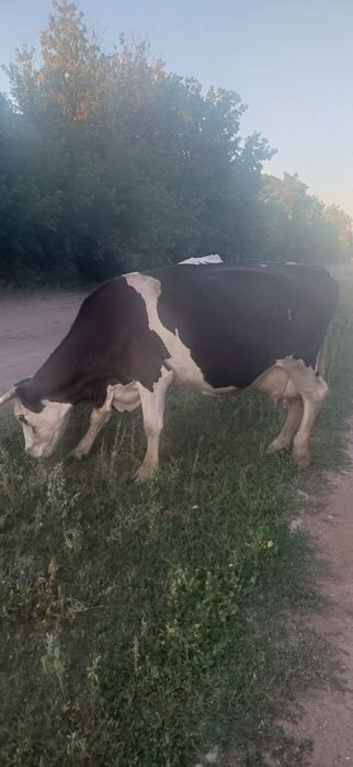 Продам коров молочной породы