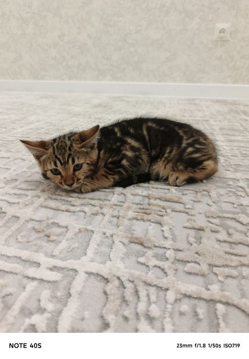 Кошки. Mushuklar