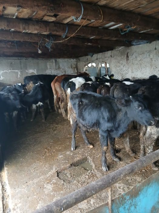 Vitei de vânzare preț de la 20 mil în sus