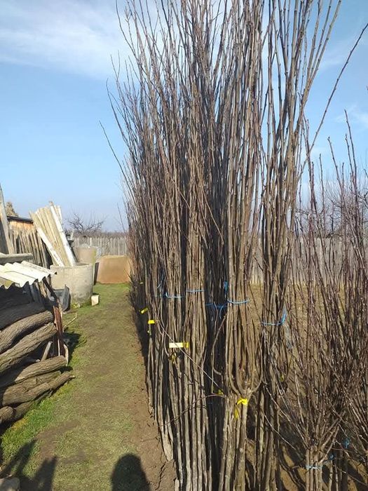 Pomi fructiferi diferite soiuri