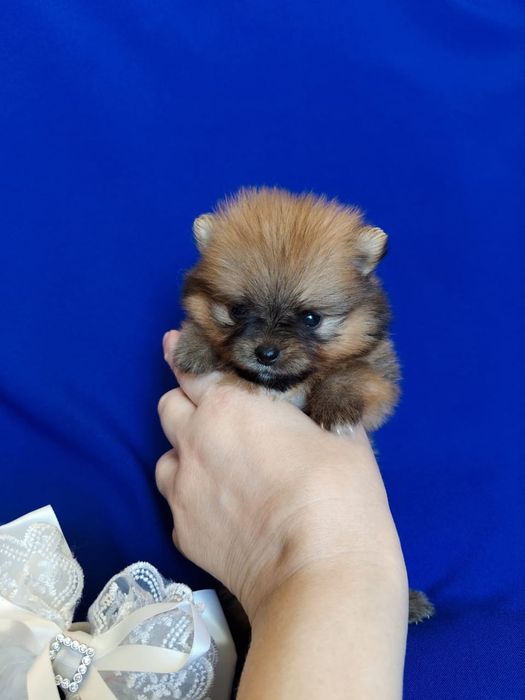 Щпицы разного окраса девочки и мальчики