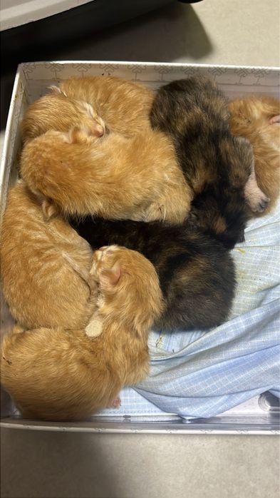 Котята новорожденные