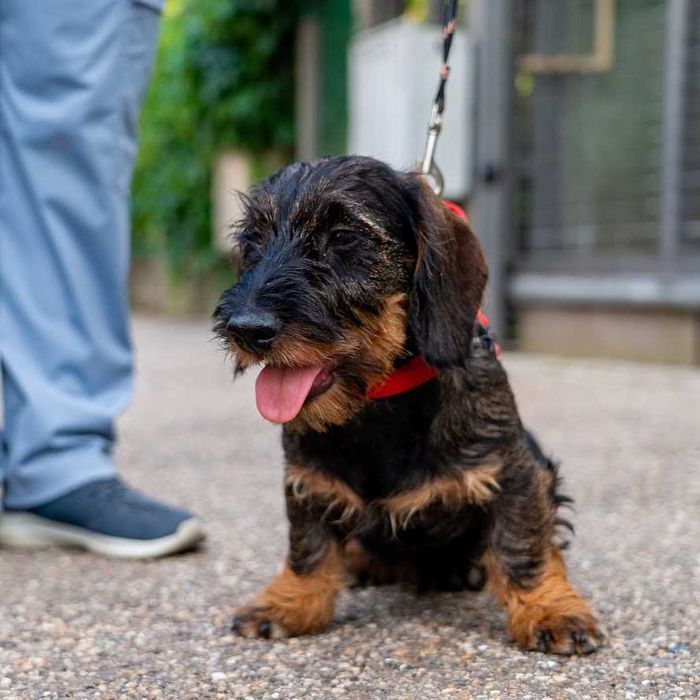 Mascul de teckel sarmos standard cu Pedigree A