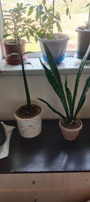 Продам домашний цветы