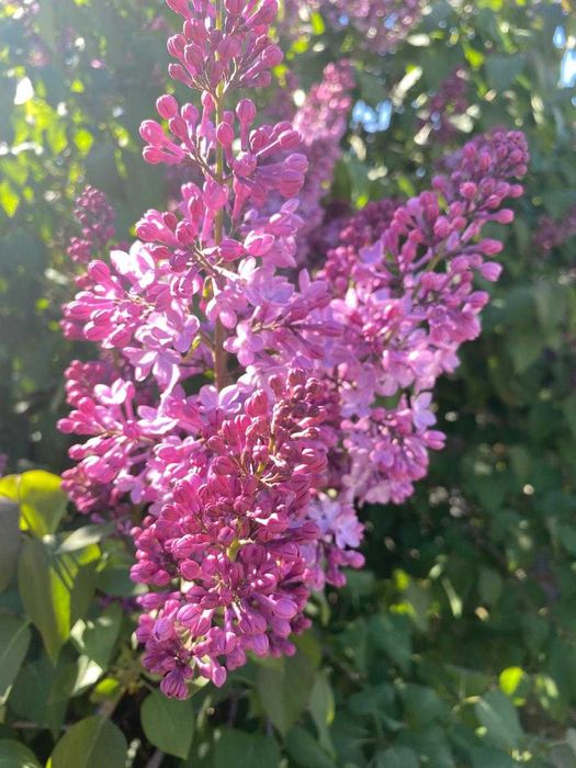 Сирень с собственного огорода