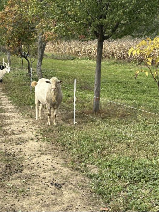 Vând țap saanen de 2 ani