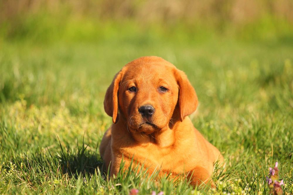 labrador pui foxred cu pedigree