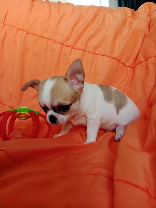 В продаже щенки Чихуахуа.