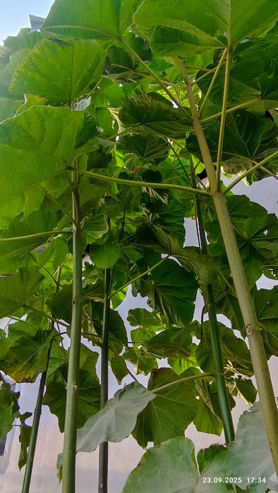 Pavloniya M-1 FTE daraxt koʻchatlari (павлония)