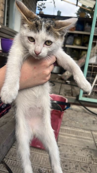 Отдам котят бесплатно