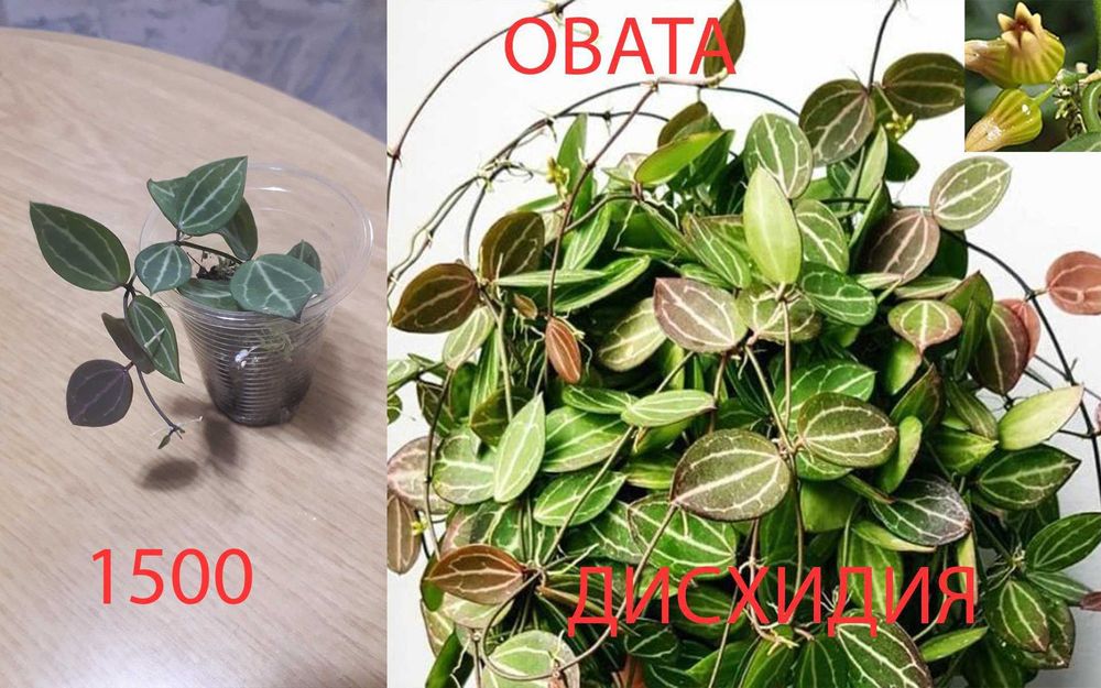 Продам  разные  цветы