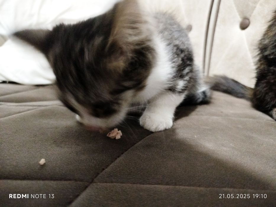 Срочно ищем хорошие руки.