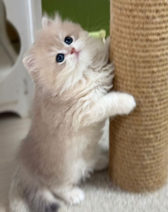 Британские котята золотой шиншиллы