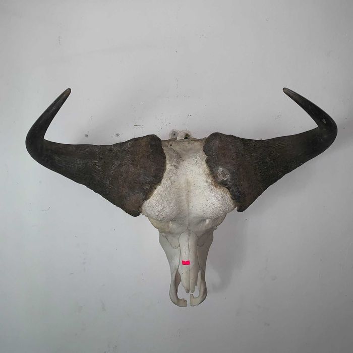 Trofeu cap de bivol african de apa