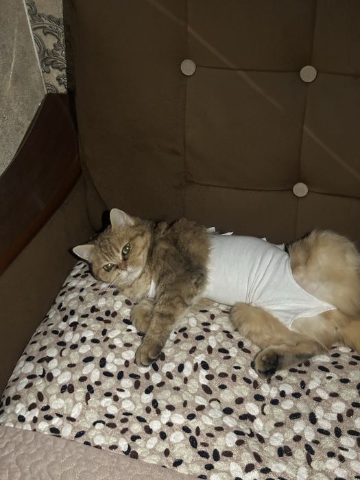 Золотая шиншилла 50$ срочно