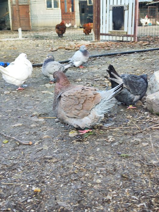 Porumbei Mondain masculi