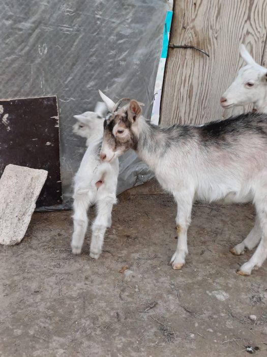 Лақты ешкі сатылады