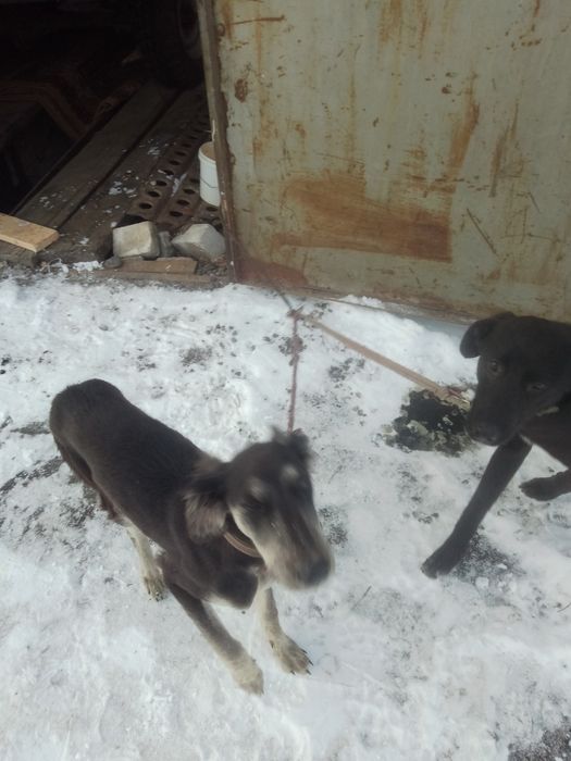 Тазы, чисткровный