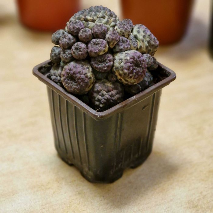 Продам кактусы, суккуленты