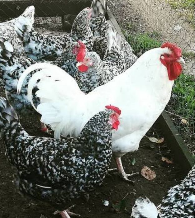 Пушкинские цыплята