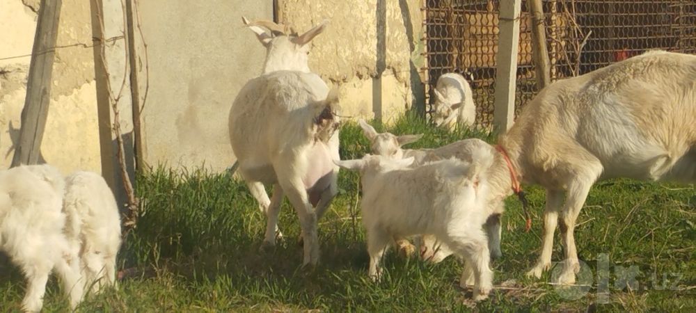 Зотдор эчкилар сут берадигон