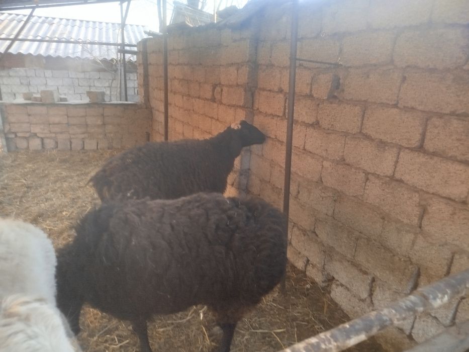 Совлик Куй сотилади