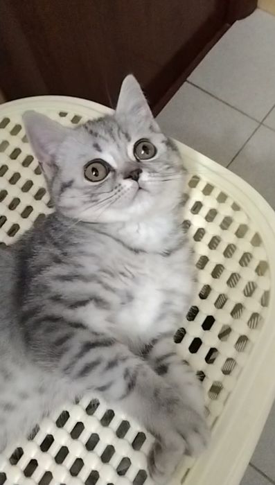 Скоттиш страйт. Девочка.