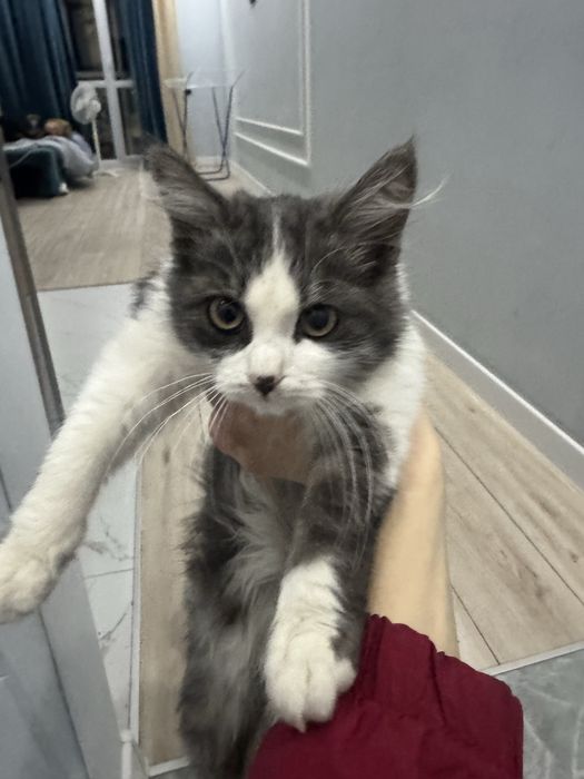 Котятя мальчик и девочка