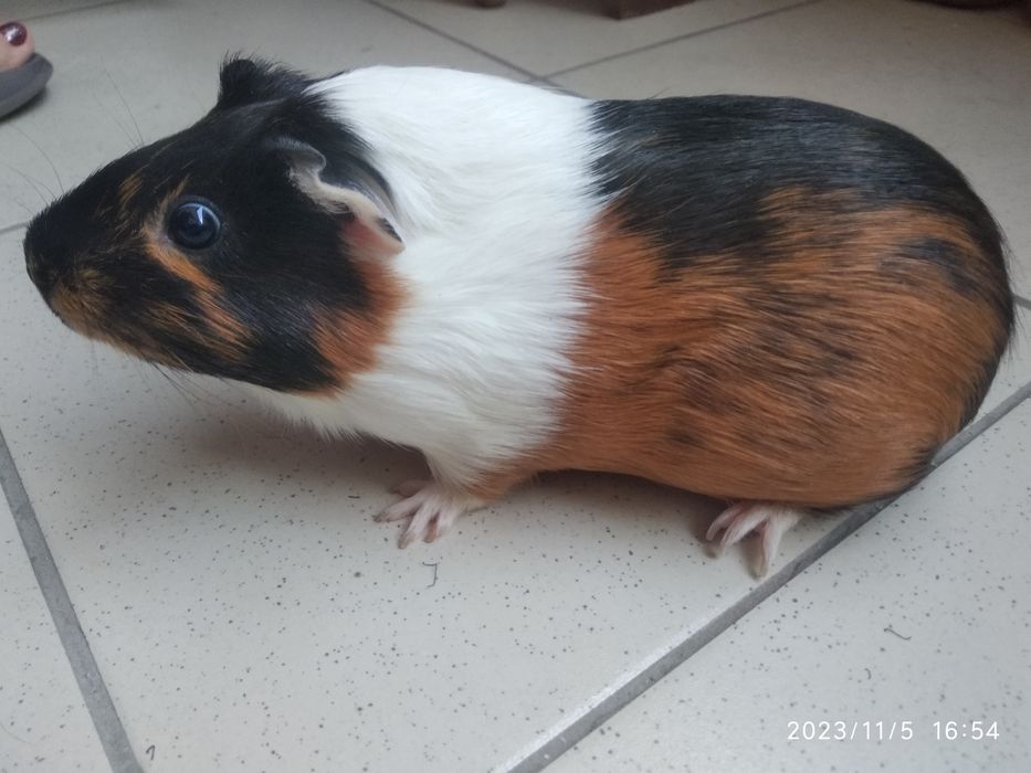 Морские свинки домашние питомцы