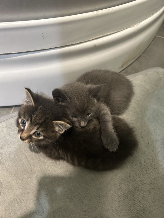 котята бесплатно