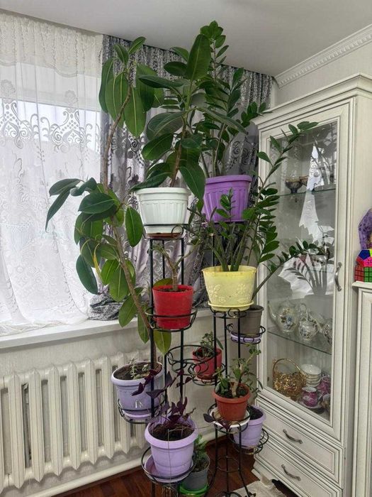 Цветы разные продам