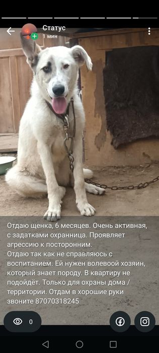 Отдаю щенка 6 месяцев