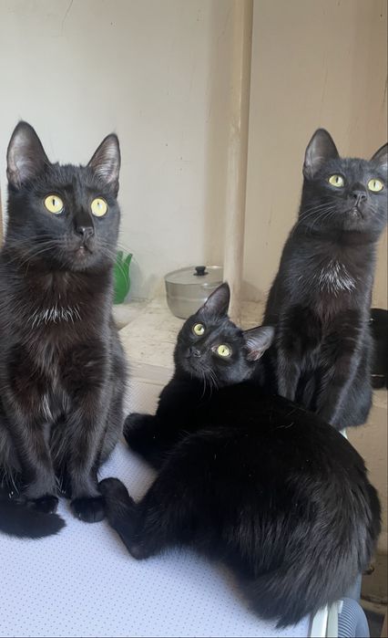 Отдам в добрые руки