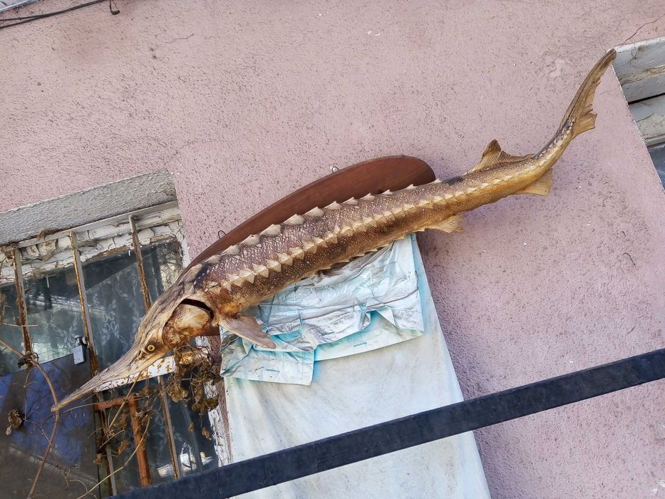 Голяма препарирана риба есетра, 117 см, Винтидж