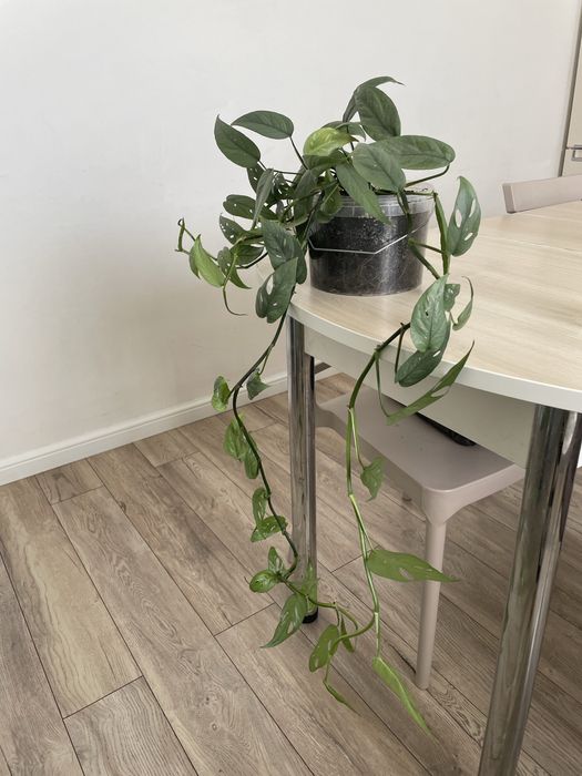 Эпипремнум себу блю