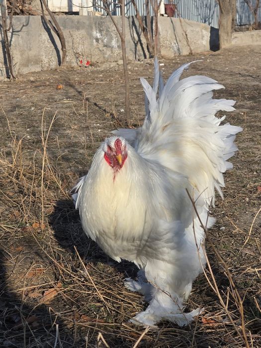 Брама белый гигант хурозла сотилади