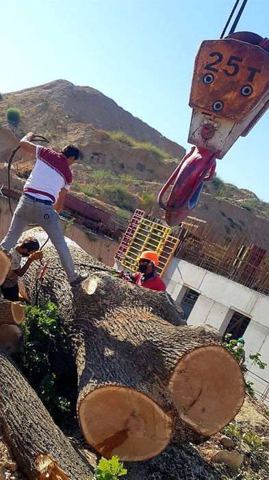 Дарахт кесиш хизмати обрезка спил деревя бензопила услуг daraxt kesi