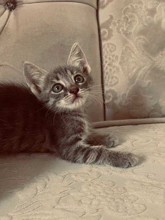 Отдам котенка в добрые руки